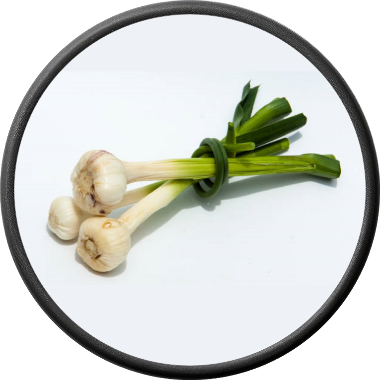 Fresh Garlic